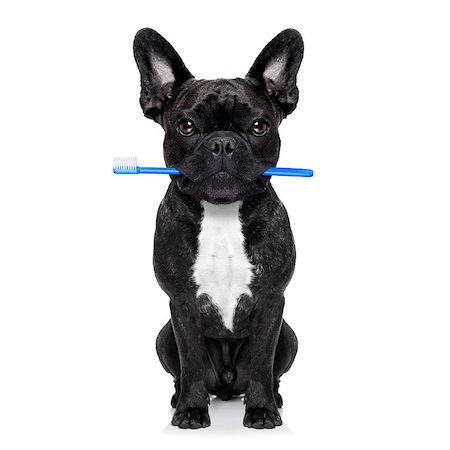 funny pictures people chewing gum - french bulldog dog holding toothbrush with mouth at the dentist or dental veterinary, isolated on white background Stock Photo - Budget Royalty-Free & Subscription, Code: 400-08334445