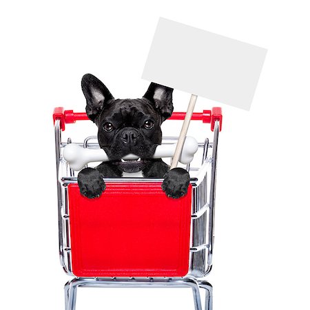 simsearch:400-08151278,k - french bulldog dog inside a shopping cart trolley , behind  a blank  empty banner holding a placard, with a bone in mouth , isolated on white background Photographie de stock - Aubaine LD & Abonnement, Code: 400-08334446