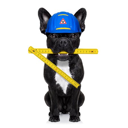 simsearch:400-08054637,k - handyman dog worker with helmet and folding ruler, ready to repair, fix and measure  everything at home, isolated on white background Stock Photo - Budget Royalty-Free & Subscription, Code: 400-08334442