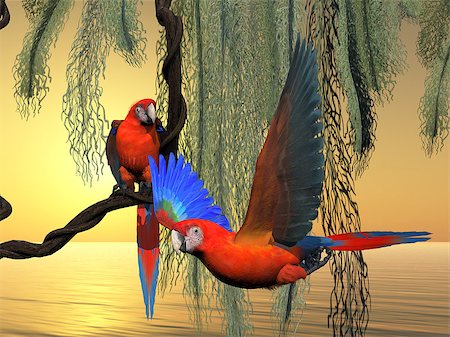 parrot bird flying - The Red and Green Macaw is an endangered species of parrot and is found in South America. Stock Photo - Budget Royalty-Free & Subscription, Code: 400-08334484