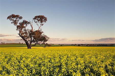 Golden flowering canola field at dusk.  Focus to tree trunk. Stock Photo - Budget Royalty-Free & Subscription, Code: 400-08334526