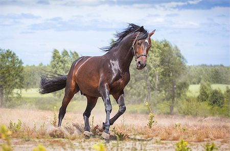 simsearch:400-08286259,k - Brown horse run in the field Photographie de stock - Aubaine LD & Abonnement, Code: 400-08334535