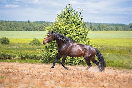 Brown horse run in the field Photographie de stock - Aubaine LD & Abonnement, Code: 400-08334536