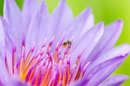 simsearch:400-08404620,k - Macro insect and pollen of purple lotus ( Nymphaea Nouchali ) , Beautiful flower in Thailand Stock Photo - Budget Royalty-Free & Subscription, Code: 400-08334562