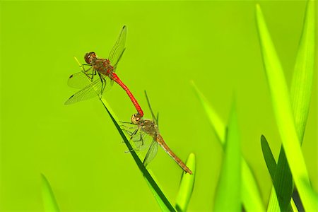 simsearch:400-08333897,k - two dragonflies sit on the green leaves on the green background Stock Photo - Budget Royalty-Free & Subscription, Code: 400-08334572