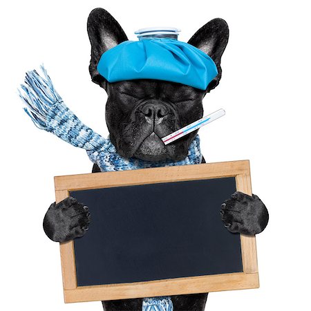 simsearch:400-08152880,k - french bulldog dog  with  headache and hangover with ice bag or ice pack on head, eyes closed suffering , isolated on white background, holding  blank banner , blackboard, or placard Photographie de stock - Aubaine LD & Abonnement, Code: 400-08334644