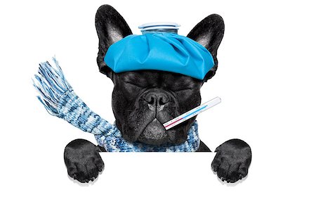 simsearch:400-08152880,k - french bulldog dog  with  headache and hangover with ice bag or ice pack on head, eyes closed suffering , isolated on white background, behind white blank banner or placard Photographie de stock - Aubaine LD & Abonnement, Code: 400-08334648