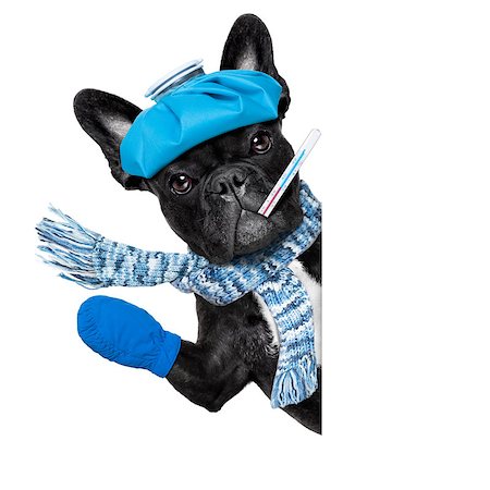 simsearch:400-08152880,k - french bulldog dog  with  headache and hangover with ice bag or ice pack on head,  suffering , isolated on white background, behind white blank banner or placard Photographie de stock - Aubaine LD & Abonnement, Code: 400-08334652