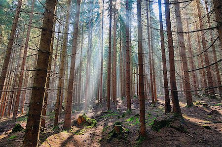 simsearch:879-09129110,k - The old spruce forest in falls morning Photographie de stock - Aubaine LD & Abonnement, Code: 400-08334701