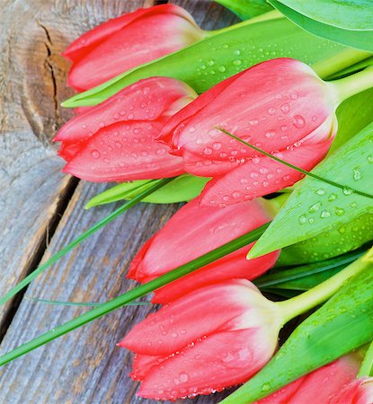 simsearch:400-08011307,k - Five Spring Red Tulips with Green Grass and Water Drops isolated on Rustic Wooden background Stock Photo - Budget Royalty-Free & Subscription, Code: 400-08334717