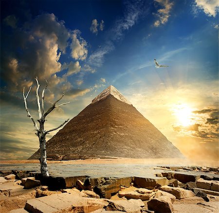 simsearch:400-08336472,k - Big bird over pyramid and dry tree Stock Photo - Budget Royalty-Free & Subscription, Code: 400-08334773