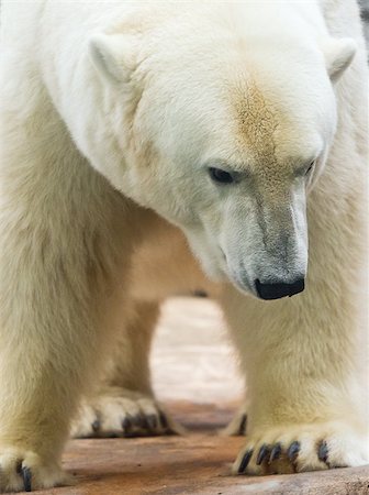 A closeup of the head of a polar bear. Stock Photo - Budget Royalty-Free & Subscription, Code: 400-08334980