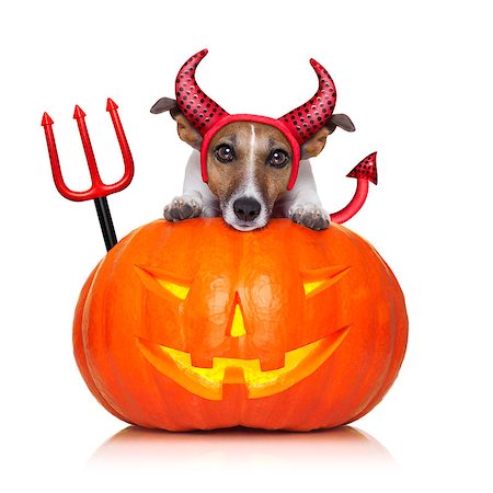 simsearch:400-07250604,k - halloween  witch  jack russell dog on a big pumpkin, isolated on white background Stock Photo - Budget Royalty-Free & Subscription, Code: 400-08334995