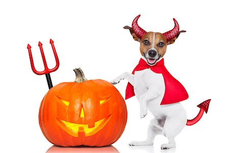 jack russell halloween dog dressed up as devil holding a pumpkin , isolated on white background Fotografie stock - Microstock e Abbonamento, Codice: 400-08334998