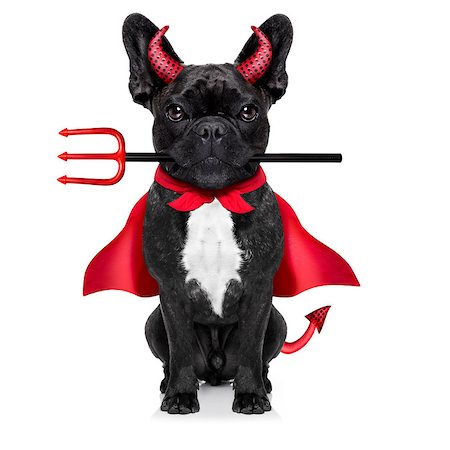 halloween  witch french bulldog  dog  dressed as a bad devil with red cape , isolated on white background Fotografie stock - Microstock e Abbonamento, Codice: 400-08334999