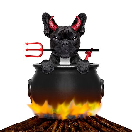 fall campfire - french bulldog  halloween devil dog burning inside a boiler on a bonfire like a witch, isolated on white background Stock Photo - Budget Royalty-Free & Subscription, Code: 400-08334993