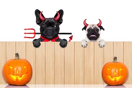 simsearch:400-07250604,k - row of pumpkin dogs in a row behind a wall of wood dressed as devil demons, isolated on white background Stock Photo - Budget Royalty-Free & Subscription, Code: 400-08335005