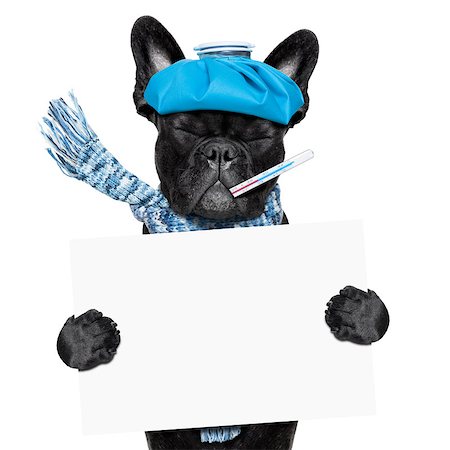 simsearch:400-08152880,k - french bulldog dog  with  headache and hangover with ice bag or ice pack on head, eyes closed suffering , holding a blank banner or placard, isolated on white background Photographie de stock - Aubaine LD & Abonnement, Code: 400-08335007