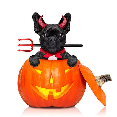 simsearch:400-07250604,k - halloween pumpkin witch french bulldog  dog inside a pumpkin dressed as a bad devil , isolated on white background Stock Photo - Budget Royalty-Free & Subscription, Code: 400-08335008