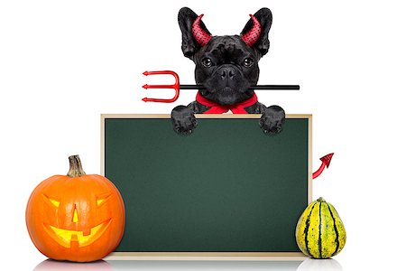 simsearch:400-07250604,k - halloween  witch french bulldog  dog  dressed as a bad devil with red cape ,behind a wall ,  isolated on white background Stock Photo - Budget Royalty-Free & Subscription, Code: 400-08335000