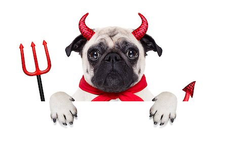 simsearch:400-07250604,k - halloween devil pug dog  hiding behind white empty blank banner or placard or poster , isolated on white background Stock Photo - Budget Royalty-Free & Subscription, Code: 400-08335184