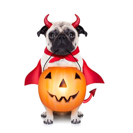 simsearch:400-07250604,k - halloween devil pug dog with trick or treat bowl, isolated on white background Stock Photo - Budget Royalty-Free & Subscription, Code: 400-08335185