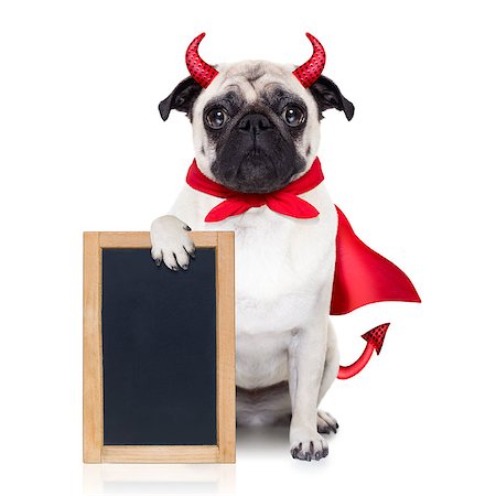 simsearch:400-07250604,k - halloween devil pug dog  hiding behind white empty blank  blackboard or placard , isolated on white background Stock Photo - Budget Royalty-Free & Subscription, Code: 400-08335186