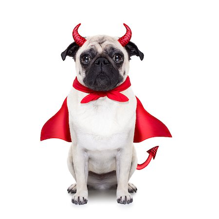 simsearch:400-07250604,k - halloween devil pug dog  with red cape, isolated on white background Stock Photo - Budget Royalty-Free & Subscription, Code: 400-08335187