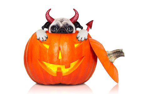 simsearch:400-07250604,k - halloween devil pug dog inside pumpkin, scared and frightened, hiding from you , isolated on white background Stock Photo - Budget Royalty-Free & Subscription, Code: 400-08335189