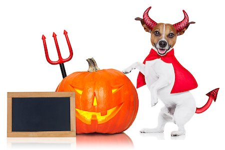 simsearch:400-07250604,k - jack russell halloween dog dressed up as devil holding a pumpkin, behind blackboard or placard, isolated on white background Stock Photo - Budget Royalty-Free & Subscription, Code: 400-08335180