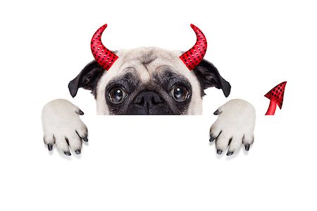 simsearch:400-07250604,k - halloween devil pug dog  hiding behind white empty blank banner or placard or poster , isolated on white background Stock Photo - Budget Royalty-Free & Subscription, Code: 400-08335183