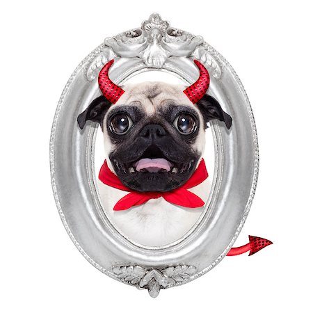 simsearch:400-07250604,k - halloween devil pug dog  inside a grey silver frame on the wall, isolated on white background Stock Photo - Budget Royalty-Free & Subscription, Code: 400-08335194