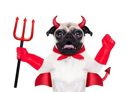 simsearch:400-07250604,k - halloween devil pug dog  with red cape, isolated on white background Stock Photo - Budget Royalty-Free & Subscription, Code: 400-08335195