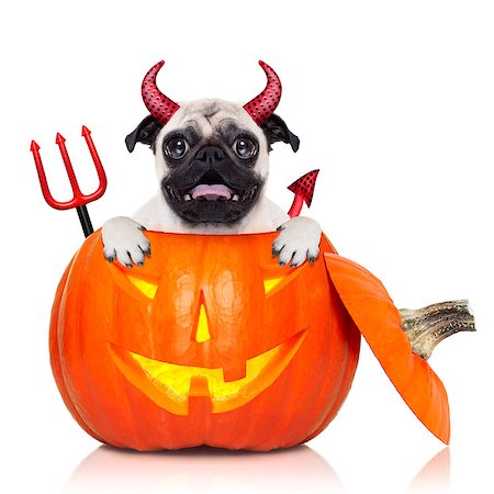 simsearch:400-07250604,k - halloween devil pug dog inside pumpkin, scared and frightened, isolated on white background Stock Photo - Budget Royalty-Free & Subscription, Code: 400-08335190