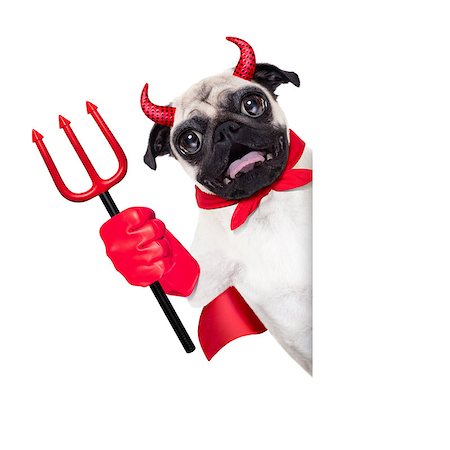 simsearch:400-07250604,k - halloween devil pug dog  hiding behind white empty blank  banner or placard ,isolated on white background Stock Photo - Budget Royalty-Free & Subscription, Code: 400-08335191