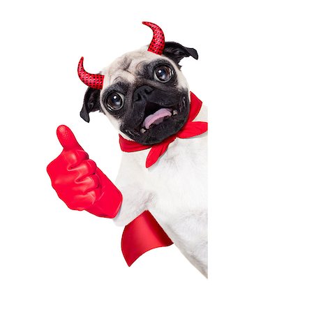 simsearch:400-07250604,k - halloween devil pug dog  hiding behind white empty blank  banner or placard ,thumb up ,isolated on white background Stock Photo - Budget Royalty-Free & Subscription, Code: 400-08335192