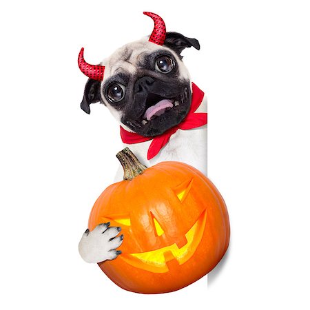 simsearch:400-07250604,k - halloween devil pug dog  hiding behind white empty blank  banner or placard ,holding a pumpkin, isolated on white background Stock Photo - Budget Royalty-Free & Subscription, Code: 400-08335193