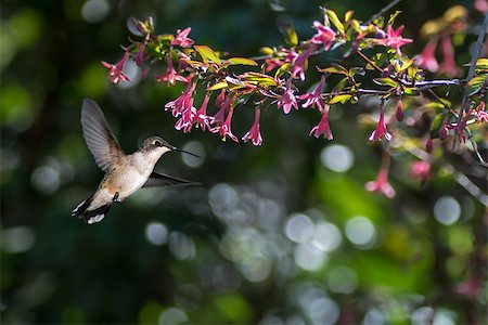 simsearch:400-07416630,k - Hummingbird in flight in the garden over green background Stock Photo - Budget Royalty-Free & Subscription, Code: 400-08335214
