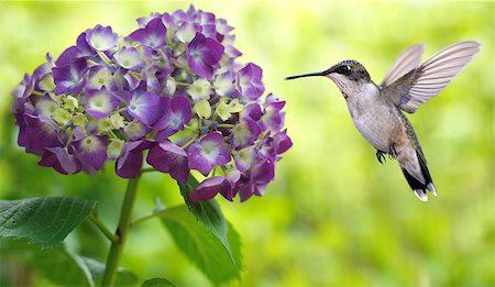 simsearch:400-08342023,k - Hummingbird (archilochus colubris) and Hydrangea Macrophylla Hamburgpa panoramic view Stock Photo - Budget Royalty-Free & Subscription, Code: 400-08335216