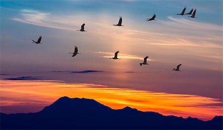 Sandhill Cranes in Flight at Sunrise Panoramic View Stockbilder - Microstock & Abonnement, Bildnummer: 400-08335217