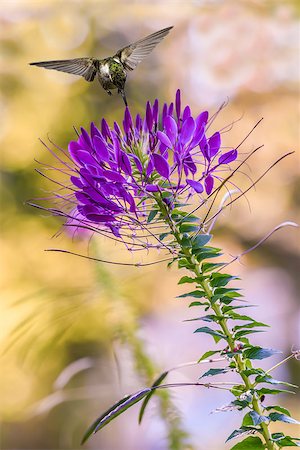 simsearch:400-07416630,k - Hummingbird in flight in the garden over purple flower Stock Photo - Budget Royalty-Free & Subscription, Code: 400-08335210