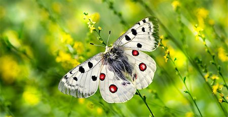 simsearch:400-04785692,k - Butterfly on wild flower natural background macro Fotografie stock - Microstock e Abbonamento, Codice: 400-08335211