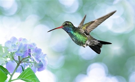 Ruby-throated hummingbird in the garden Stockbilder - Microstock & Abonnement, Bildnummer: 400-08335213