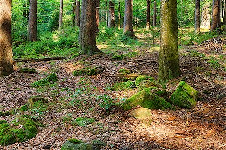 erle - The primeval forest with grass on ground Stockbilder - Microstock & Abonnement, Bildnummer: 400-08335245