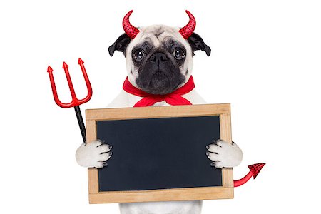 simsearch:400-07250604,k - halloween devil pug dog  hiding behind white empty blank  blackboard or placard , isolated on white background Stock Photo - Budget Royalty-Free & Subscription, Code: 400-08335454