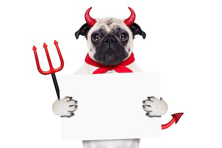 simsearch:400-07250604,k - halloween devil pug dog  hiding behind white empty blank  blackboard or placard , isolated on white background Stock Photo - Budget Royalty-Free & Subscription, Code: 400-08335455