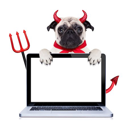 simsearch:400-07250604,k - halloween devil pug dog  hiding behind empty blank  pc computer laptop screen , isolated on white background Stock Photo - Budget Royalty-Free & Subscription, Code: 400-08335456