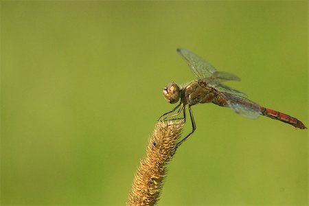 simsearch:400-08333897,k - macro of dragonfly sitting on the herbal spikelet Stock Photo - Budget Royalty-Free & Subscription, Code: 400-08335494