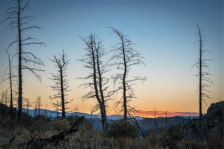 forest fire silhouette - Pine trees burned by 2012 Hewlett Gulch Wildfire at Greyrock near Fort Collins, Colorado, silhouette against sunset sky. Stock Photo - Budget Royalty-Free & Subscription, Code: 400-08335513