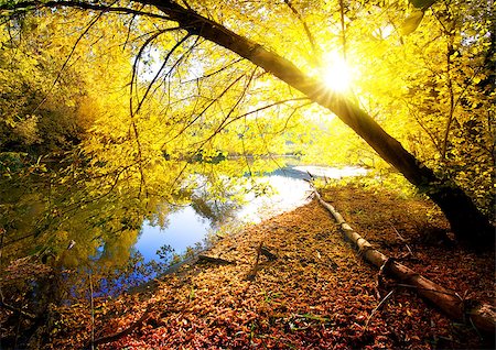 simsearch:400-04873565,k - Yellow maple in autumn wood near river Fotografie stock - Microstock e Abbonamento, Codice: 400-08335622